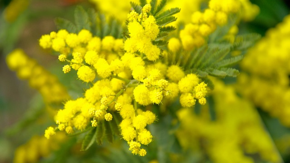 Consulta Femminile Aronese, numerosi gli appuntamenti in programma a marzo